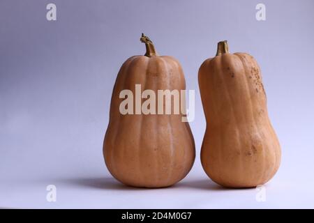 Pumpkins. Two orange long pumpkins on light background. Stock Photo