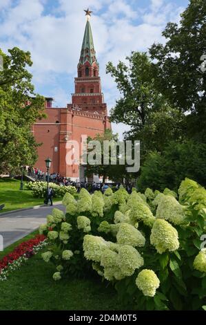 Borovitskaya tower of Moscow Kremlin in central Moscow, Russia, viewed from the Alexander Garden with blooming white hydrangea flowers Stock Photo