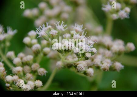 Close-up of white boneset plant in prairie, late summer Stock Photo