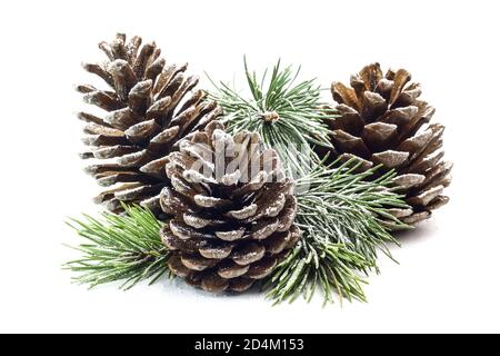 Snowy spruce branch with fir cones isolated on white background. Stock Photo