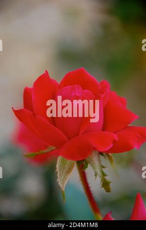 Close-up of garden rose in full bloom Stock Photo