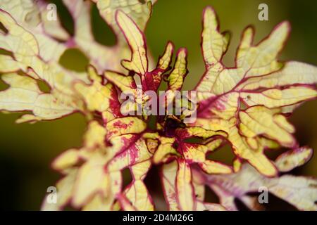 macro of yellow and red foliage of a Coleus plant Stock Photo