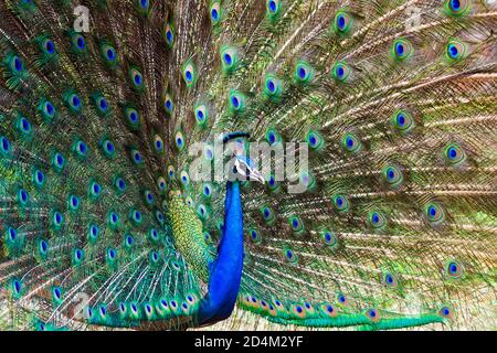 The Indian peafowl, also known as the common peafowl, and blue peafowl, is a peafowl species native to the Indian subcontinent Stock Photo