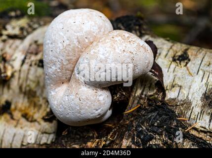 Close up of birch tree bracket fungus, Butterdean Wood, East Lothian, Scotland, UK Stock Photo