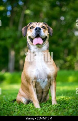 A cute Beagle x Terrier mixed breed dog sitting in the grass Stock Photo