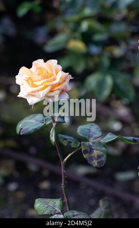 close-up of a pale orange rose in the Park, selective focus. Flowers and the City. Flowerbeds in city parks Stock Photo