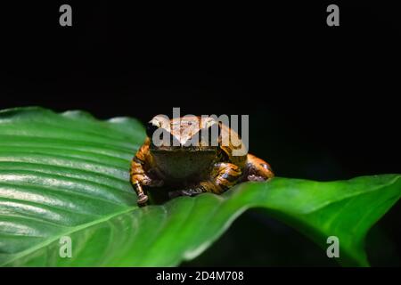 Close up portrait of Polypedates megacephalus, the Hong Kong whipping frog or brown spot legged tree frog, sitting on green palm leaf, low angle, fron Stock Photo