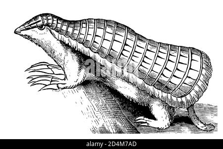 Vintage engraving of an armadillo (isolated on white). Published in Systematischer Bilder-Atlas zum Conversations-Lexikon, Ikonographische Encyklopaed Stock Photo