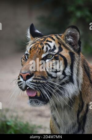 Close up portrait of one young Sumatran tiger (Panthera tigris sondaica) looking at camera alerted with mouth open, high angle view