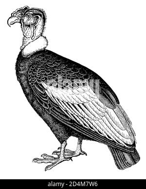 Antique 19th-century engraving of a vulture bird (isolated on white). Published in Systematischer Bilder-Atlas zum Conversations-Lexikon Stock Photo