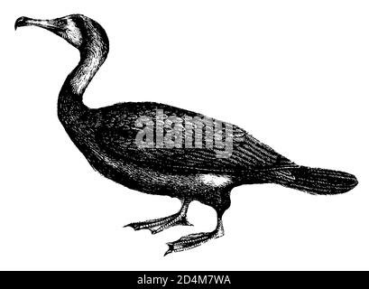 19th-century engraving of a cormorant (isolated on white). Published in Systematischer Bilder-Atlas zum Conversations-Lexikon, Ikonographische Encyklo Stock Photo