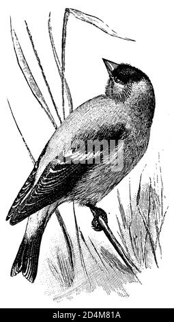 19th-century black and white illustration of a goldfinch bird (isolated on white). Published in Systematischer Bilder-Atlas zum Conversations-Lexikon Stock Photo