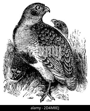 19th-century illustration of a partridge (isolated on white). Published in Systematischer Bilder-Atlas zum Conversations-Lexikon, Ikonographische Ency Stock Photo