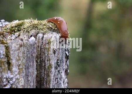 A slug creeps slowly in the garden Stock Photo