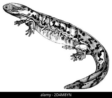 19th-century illustration of a salamander (isolated on white). Published in Systematischer Bilder-Atlas zum Conversations-Lexikon, Ikonographische Enc Stock Photo