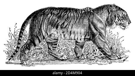 Antique illustration of a tiger (isolated on white). Published in Systematischer Bilder-Atlas zum Conversations-Lexikon, Ikonographische Encyklopaedie Stock Photo