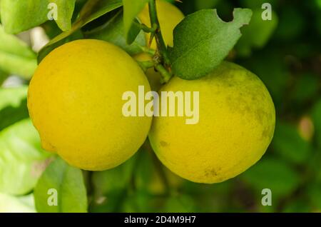 Yellow Ripe Key Lime Close-up Stock Photo