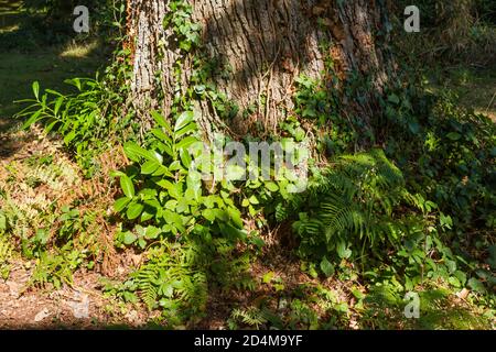 Base on an old English Oak tree, Quercus robur with ivy, leaves and fern growing Stock Photo