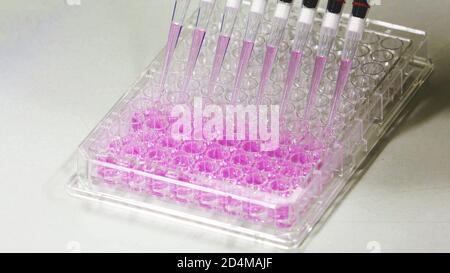 multichannel pipettes depositing samples into a 96 well microplate or ninety-six microtiter plate, Close up shot background laboratory concept. Stock Photo