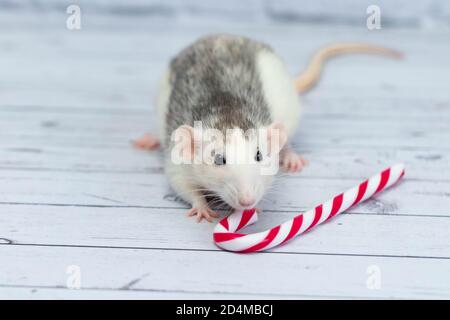 Cute rat sniffs New Year's candy cane. Portrait of a rodent close-up. holiday postcard. Stock Photo