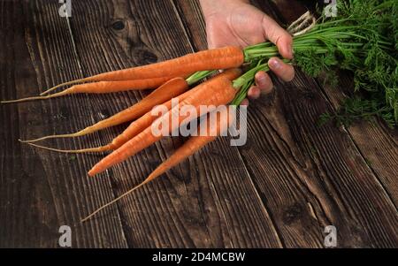 Hand holding bunch of red carrots with green leaves over dark wooden board Stock Photo