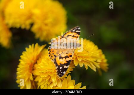 Vanessa cardui butterfly on a yellow chrysanthemum close-up. Autumn flower background with butterfly. Growing colorful yellow and orange chrysanthemum Stock Photo