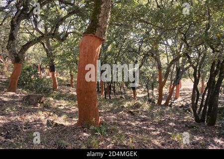 Cork oak groves in a national park Stock Photo