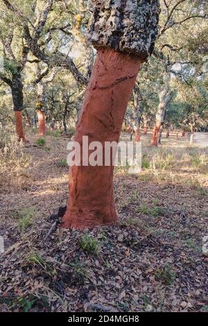 Cork oak groves in a national park Stock Photo