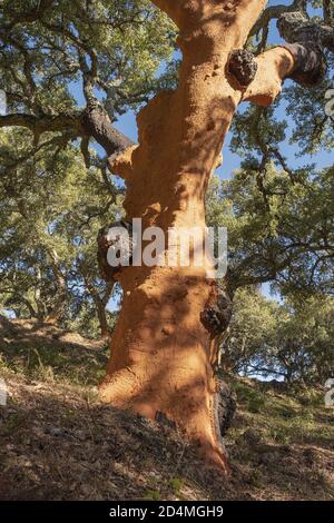 Cork oak groves in a national park Stock Photo