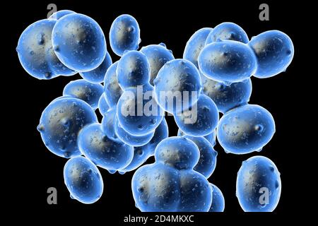 Illustration of Staphylococcus aureus (MRSA) coccoid bacteria. Staphylococcus aureus is a Gram-positive bacterium that causes food poisoning, toxic sh Stock Photo