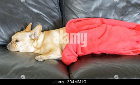 Cozy French Bulldog lying on couch covered in blanket. Stock Photo