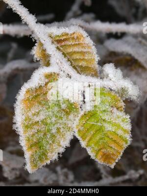 White frost on hornbeam leaves Stock Photo