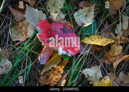 Russula emetica, commonly known as the sickener, emetic russula, or vomiting russula mushroom Stock Photo