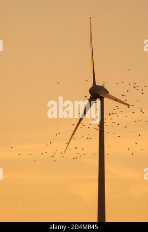 Wind Turbine with birds flock passing through it. Concept: Environment bird preservation Stock Photo