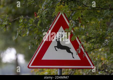 HOGE HEXEL, NETHERLANDS - Oct 02, 2020: Traffic sign coming out of the trees on the side of the road with a deer and red triangle warning for wildlife Stock Photo