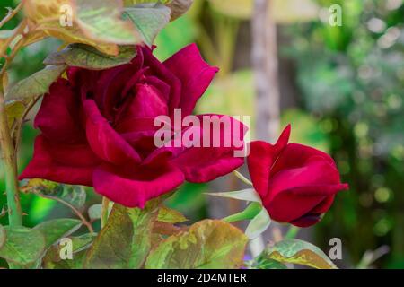 two red roses in our garden on a beautiful sunny day Stock Photo