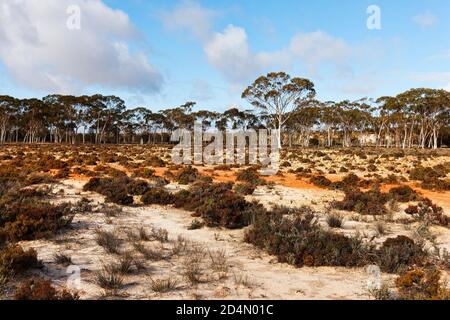 Landscape vegetation, The Breakaways, Western Australia Stock Photo