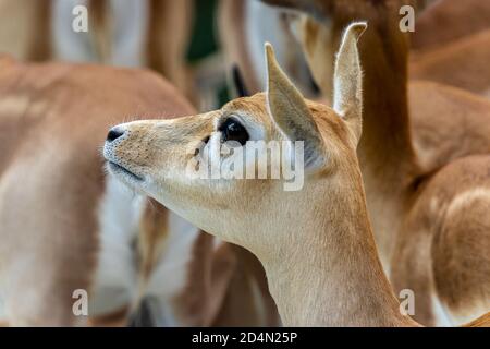 Blackbuck or Indian antelope (Antilope cervicapra) female portrait Stock Photo