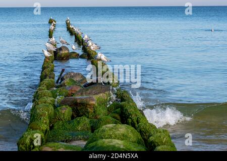 Seagulls are resting from flight while sitting on wooden breakwaters in the sea. Stones covered with green mud, selective focus. Stock Photo