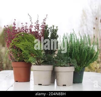 Pots with young conifer plants on the wooden table outdoors. Stock Photo