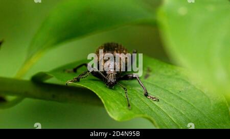 insecta, fliege, makro, natur, blatt, green, badgered, käfer, tier, pests Stock Photo
