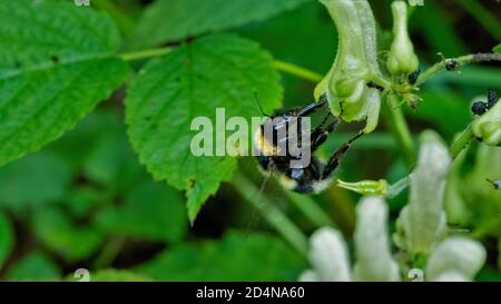 nsecta, natur, badgered, makro, käfer, blatt, green, fliege, tier, insecta Stock Photo