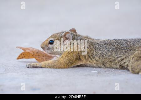 African bush squirrel, Paraxerus cepapi, inside a campsite, Etosha National Park, Namibia Stock Photo