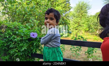 Lilac blooming Ipomoea cairica decorative wall.Sunset light in Indian outdoor summer garden Stock Photo