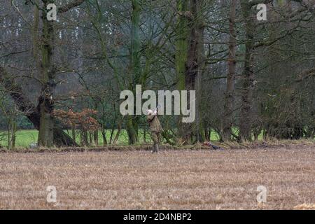 Driven game shooting in Lancashire, England Stock Photo