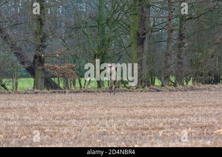 Driven game shooting in Lancashire, England Stock Photo