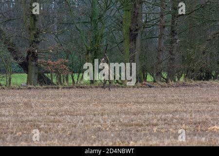 Driven game shooting in Lancashire, England Stock Photo