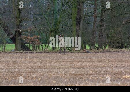 Driven game shooting in Lancashire, England Stock Photo