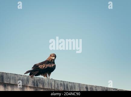 Black Kite sitting on a building against the blue sky Stock Photo