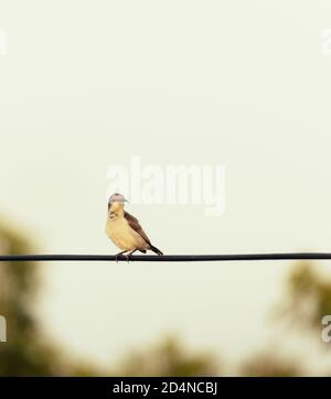 Female Purple Sunbird sitting on a cable Stock Photo